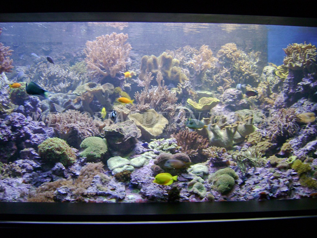 Aquarium Getxo