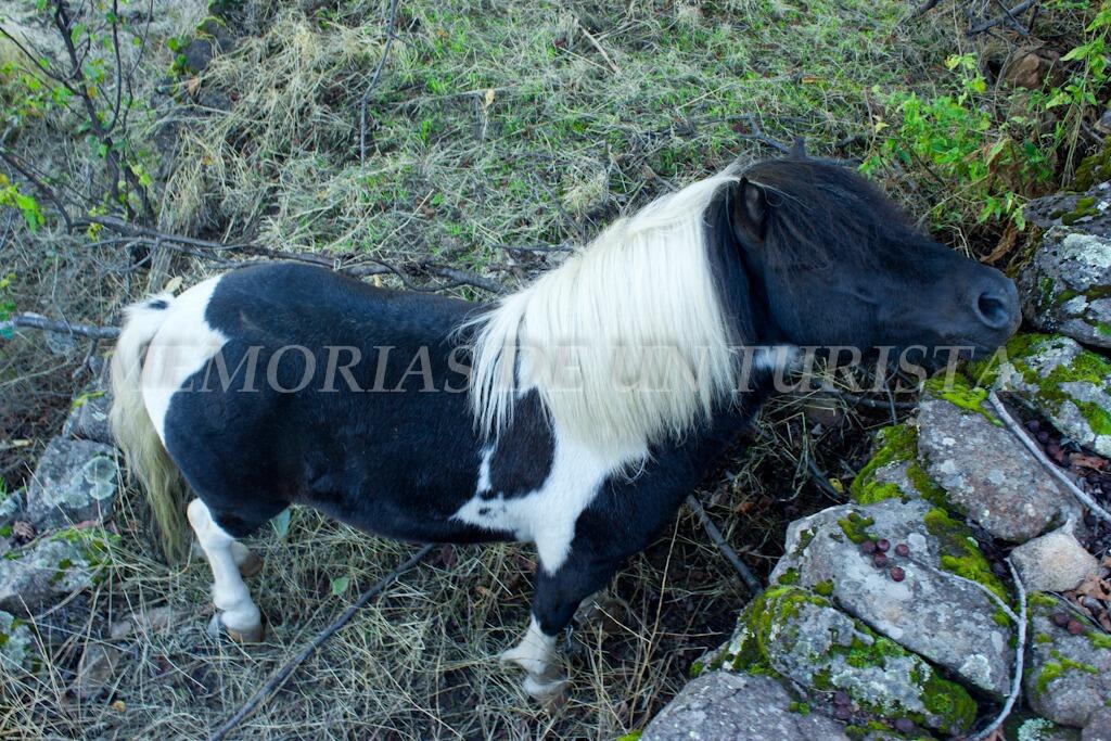 Poni