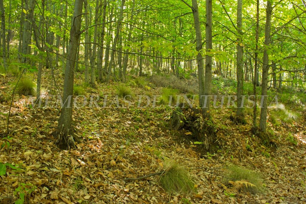 Bosque de castaños