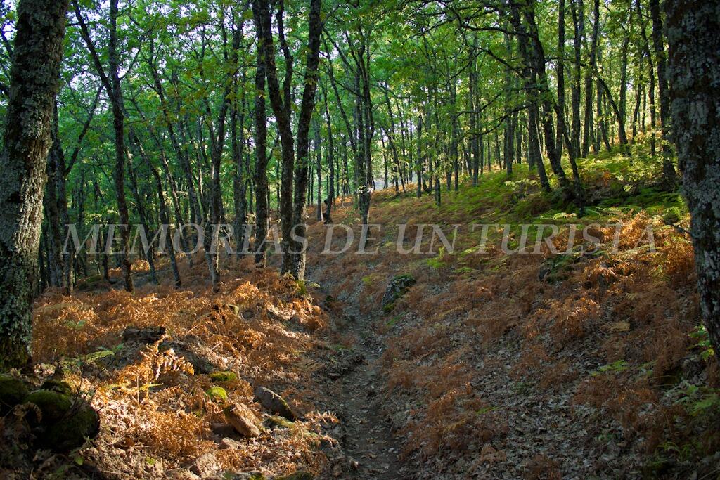 Bosque de robles