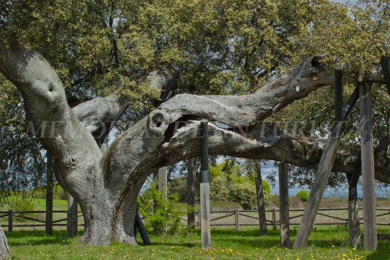Tronco de la encina