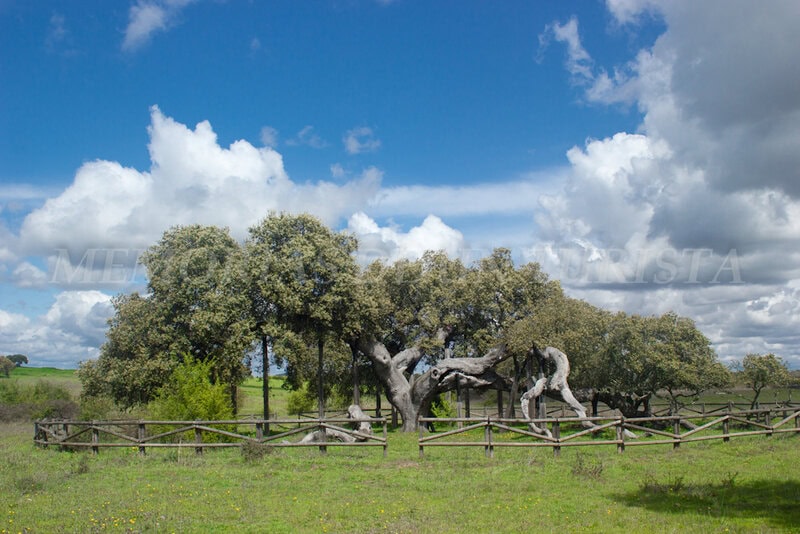 Encina Madre