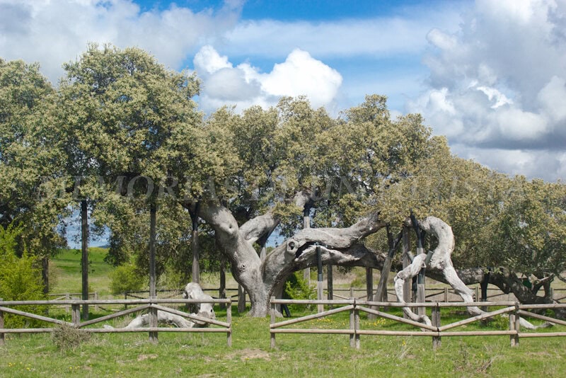 Encina Madre