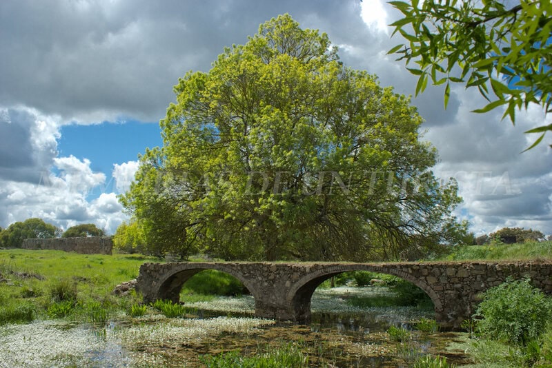 Puente en el Regato de la Cinchosa