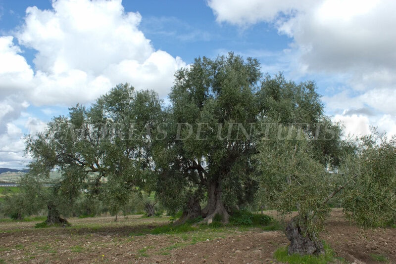 Olivo de La Tapada