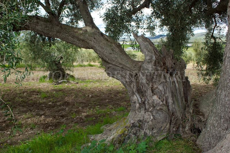 Tronco del Olivo de La Tapada