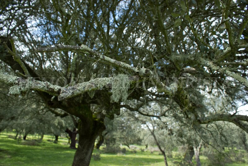 Ramas de encina