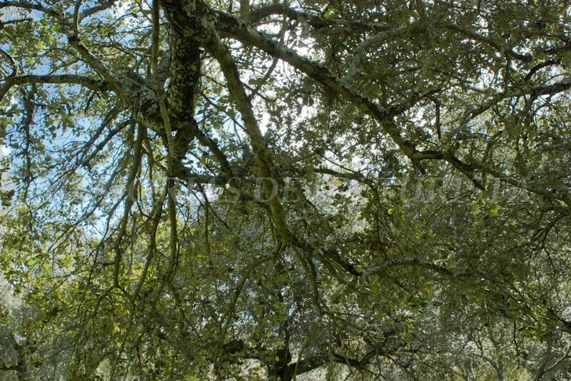 Ramas de encina