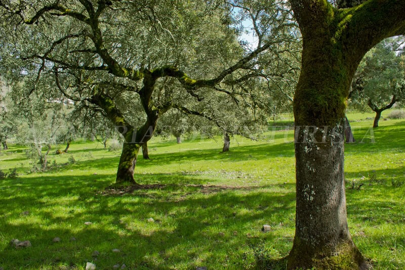 Encina en la Dehesa El Chorrero