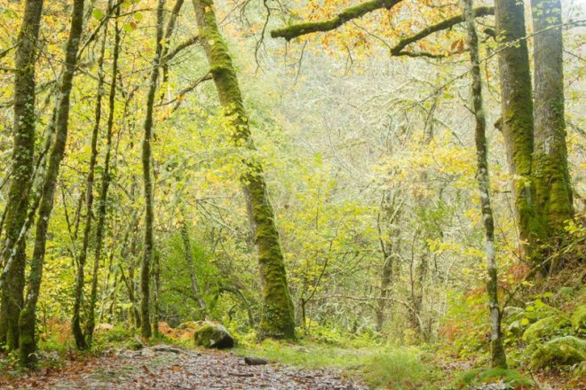 Algo de otoño en Muniellos