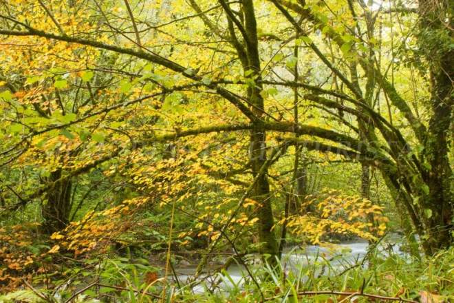 Algo de otoño en Muniellos
