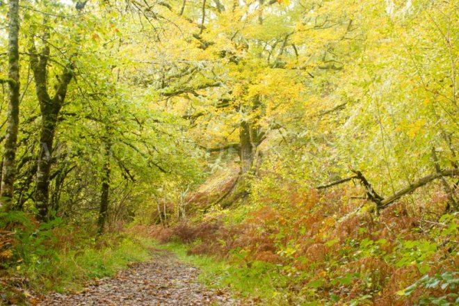 Algo de otoño en Muniellos