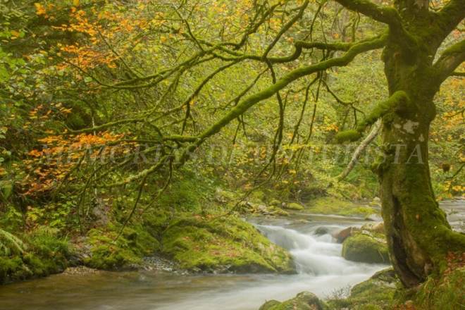 Río Muniellos