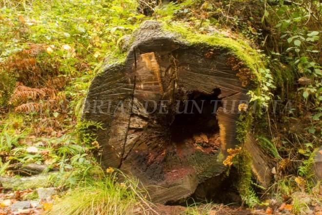Tronco de árbol