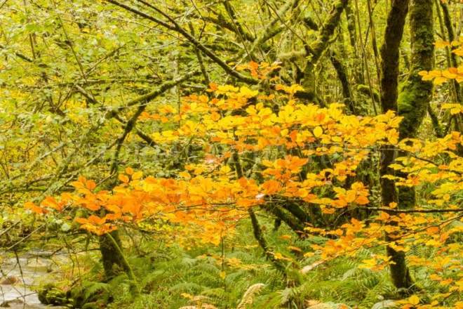 Otoño en Muniellos