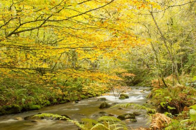 Otoño en Muniellos