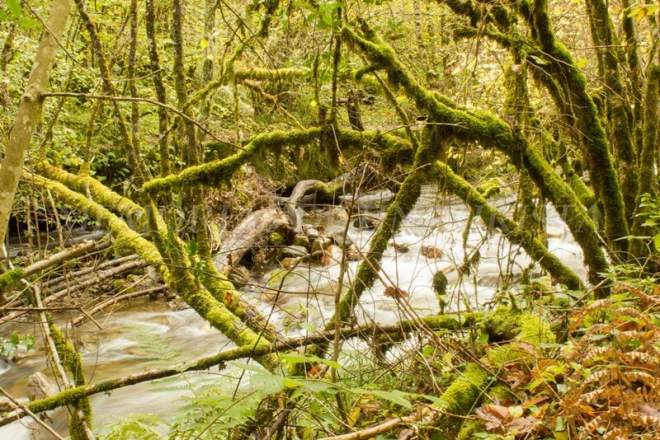 Troncos caídos sobre el Río Muniellos