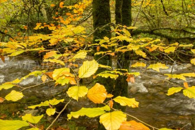 Despidiéndome del otoño de Muniellos