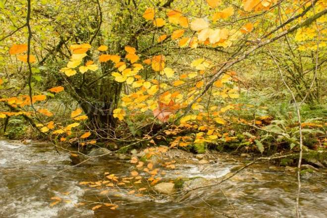 Despidiéndome del otoño de Muniellos