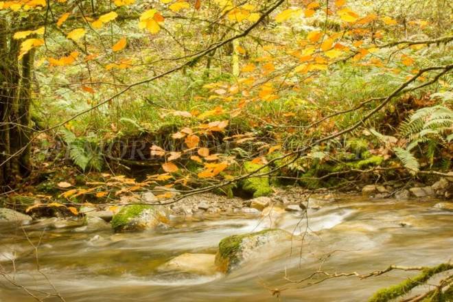 Despidiéndome del otoño de Muniellos