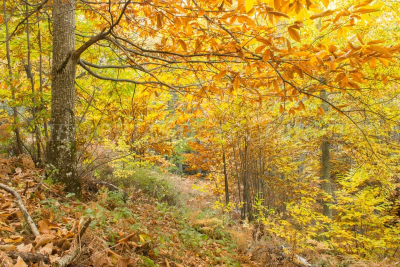 Otoño en el Temblar
