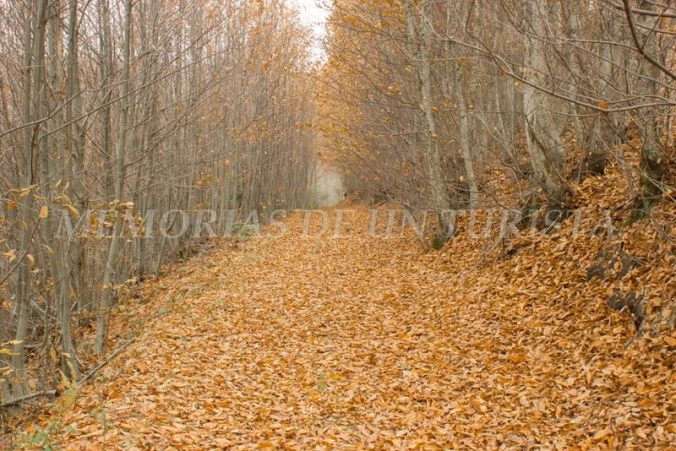 Camino de bajada al Castañar de O´Soitu