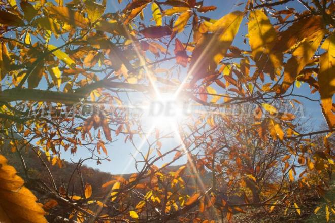 El Sol entre los castaños