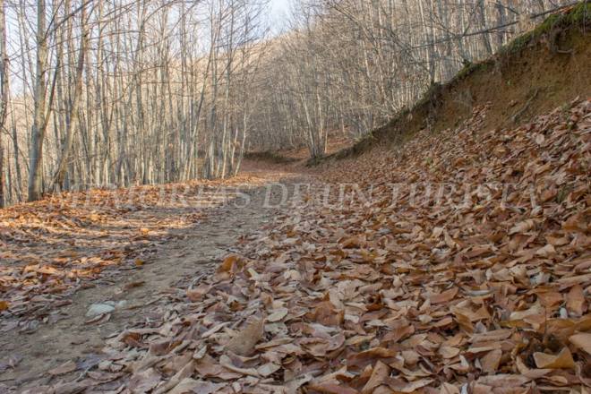 Alfombra de hojas en el castañar