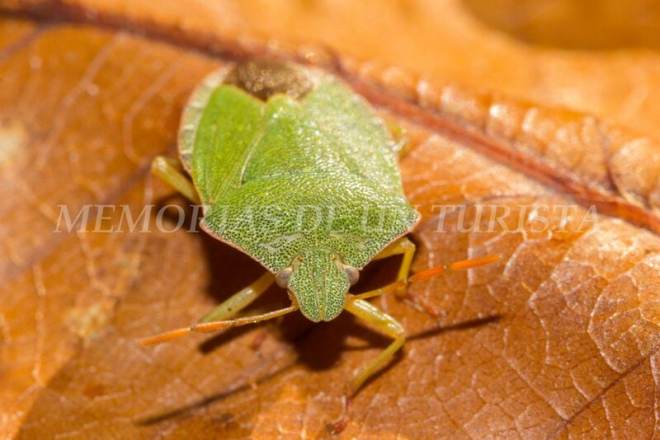 Pestosa verde