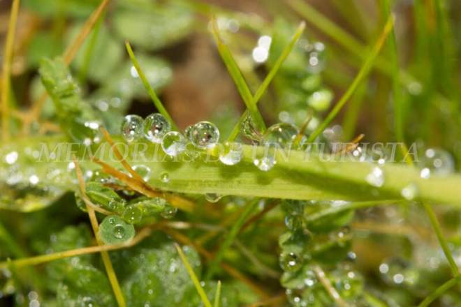 Gotas de agua en la hierba