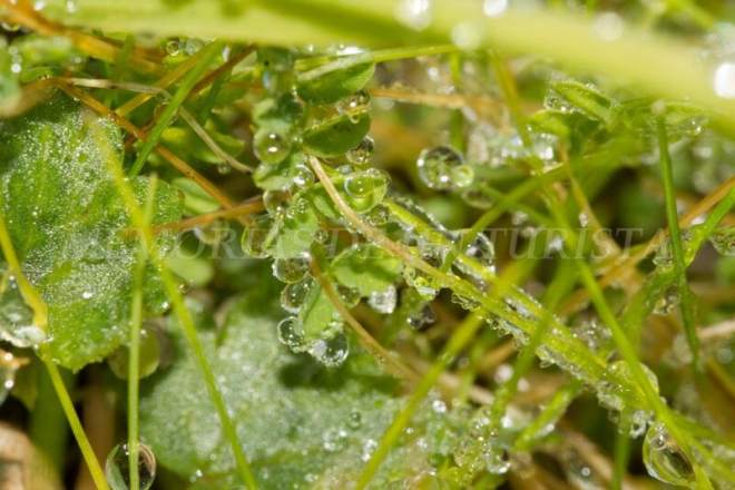 Gotas de agua en la hierba