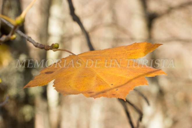 Detalle de hoja de castaño