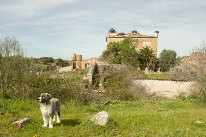 La perrita también se viene a la fortaleza