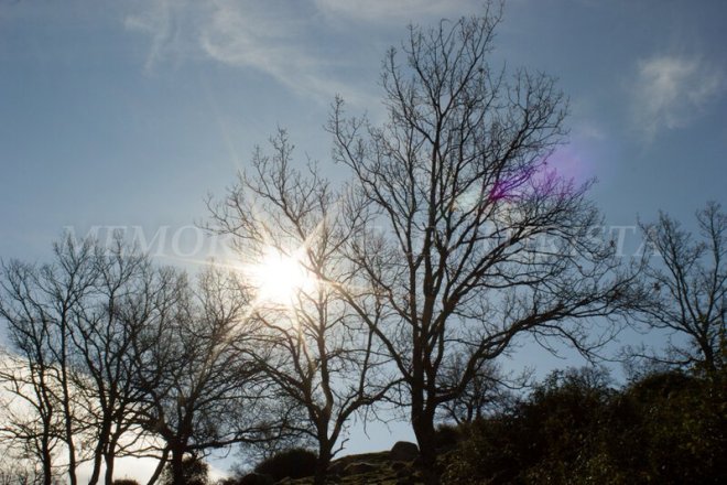 El Sol entre las ramas
