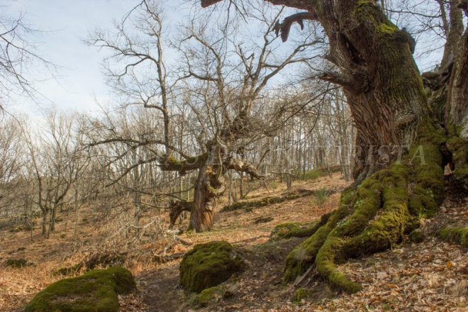 Castaño Bronco desde el Castaño del Arroyo