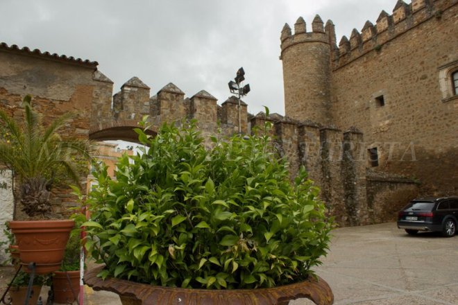 Maceta del hotel