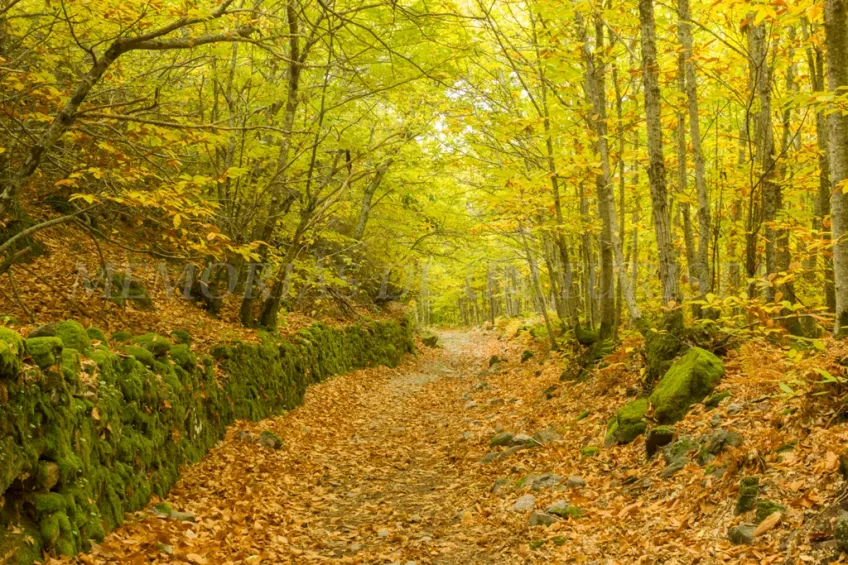 Extremadura – Sierra de Gata: ruta al Castañar de O`Soitu (2016)