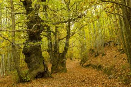 Extremadura – Sierra de Gata: ruta al Castañar de O`Soitu (2016)