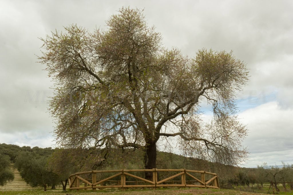 Almendro Real, uno de los almendros más grandes de Extremadura. Ubicado en Valverde de Leganés, provincia de Badajoz