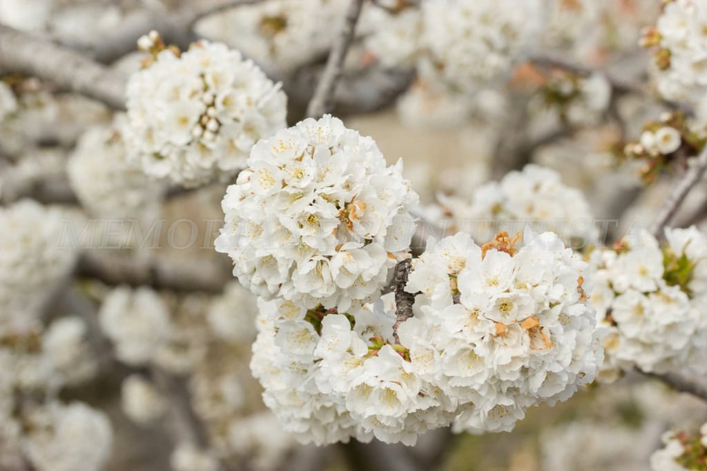 Primer plano de racimos apretados de flores blancas de cerezo en pleno apogeo de floración en Cabrero, Valle del Jerte. Las flores muestran sus estambres amarillos y pequeños brotes, con un fondo desenfocado de más ramas floridas