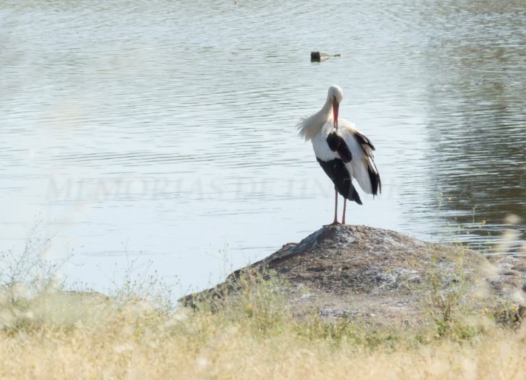 Una cigüeña blanca con su plumaje blanco y negro está posada sobre una gran roca en el embalse del Muelas. El ave está en una postura de aseo, con la cabeza inclinada hacia abajo, limpiando sus plumas. Al fondo se aprecia el agua del embalse con un suave reflejo