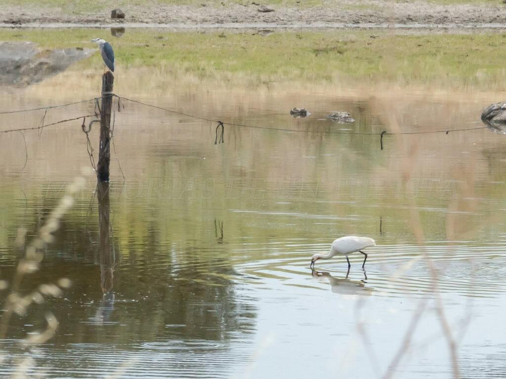 IMG_0700