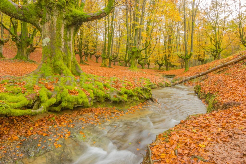 El famoso haya trasmocho del Hayedo de Otzarreta en otoño, con sus gruesas raíces cubiertas de musgo verde junto a un pequeño arroyo. El suelo está tapizado de hojas secas anaranjadas y el fondo muestra el bosque con tonos amarillos y ocres