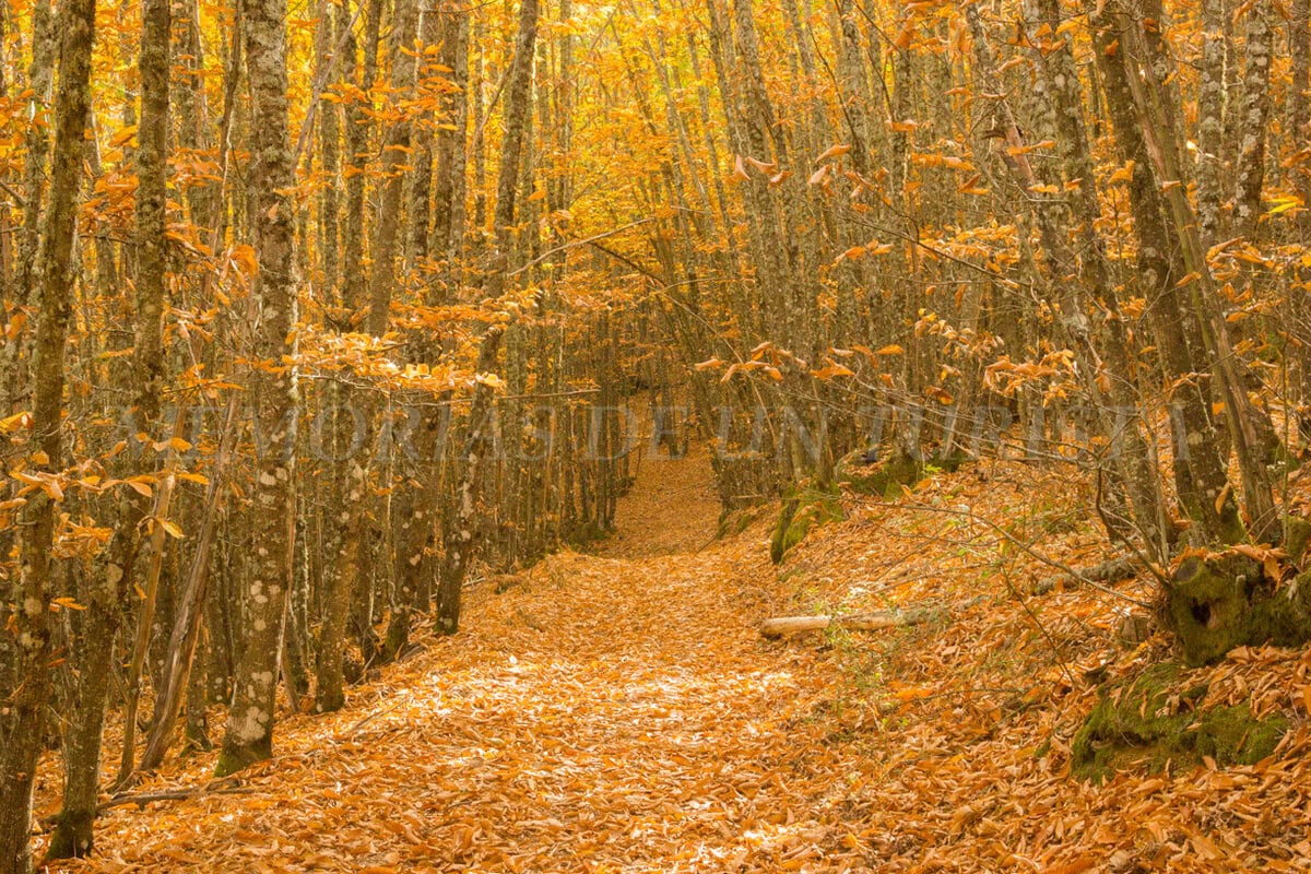 Sendero estrecho en el Castañar de Garciaz, Cáceres, completamente cubierto por un manto espeso de hojas secas de color ocre y dorado. A ambos lados, troncos delgados de castaños se elevan creando un túnel natural con sus copas amarillentas bajo una luz cálida otoñal