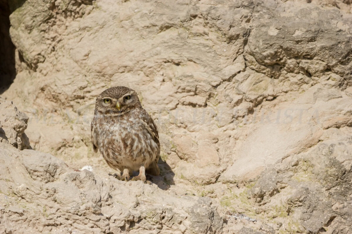 Mochuelo fotografiado en las cercanías de Malpartida de Cáceres. El ejemplar aparece perfectamente mimetizado con el entorno rocoso de la zona. Se aprecian los detalles de sus garras y su mirada intensa en un entorno de piedra natural bajo luz diurna