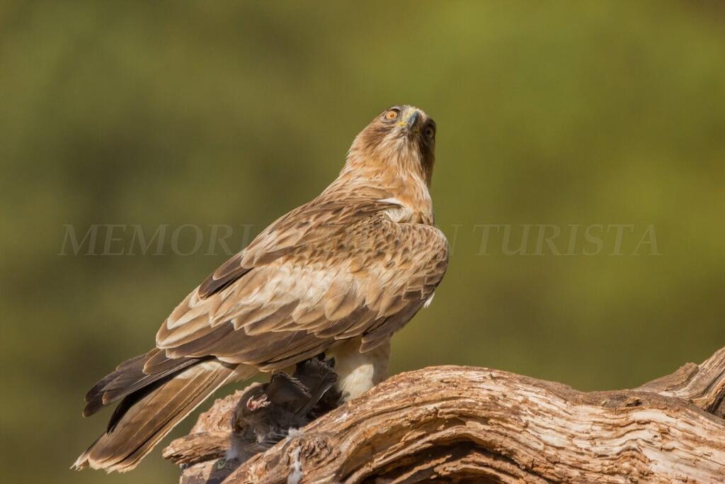 IMG_8551