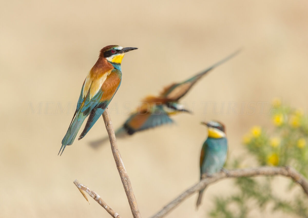 Abejaruco de colores verdes y amarillos posado sobre una rama en los alrededores de Malpartida de Cáceres