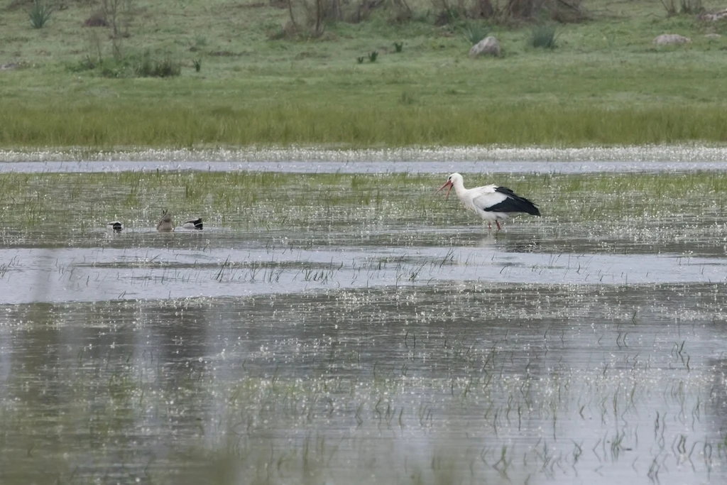 Cigüeña blanca vadeando en el embalse de las Muelas, dentro del Parque Natural de Cornalvo, en un día nublado. La imagen captura la serenidad del humedal con la presencia de la cigüeña y un par de patos
