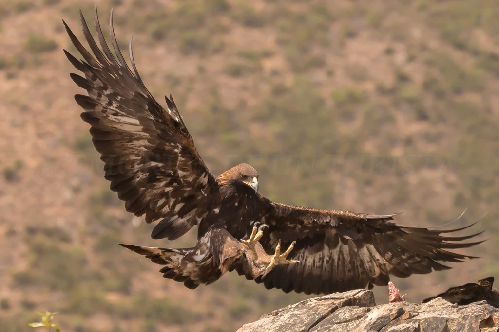 Águila real llegando a su posadero de Cañamero. El aterrizaje con las alas abiertas fue todo un espectáculo