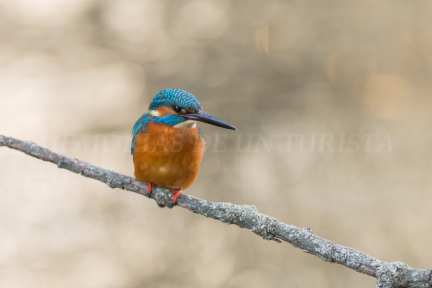 Martín pescador posando en la orilla del río Ruecas. El azul de la cabeza junto con el naranja del resto del cuerpo hacen de él una de las aves más bonitas de la Península Ibérica y del Geoparque Villuercas-Ibores-Jara
